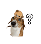 犬のこなつスタンプ3（個別スタンプ：4）