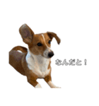 犬のこなつスタンプ3（個別スタンプ：5）