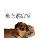 犬のこなつスタンプ3（個別スタンプ：8）
