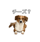 犬のこなつスタンプ3（個別スタンプ：10）