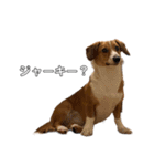 犬のこなつスタンプ3（個別スタンプ：11）