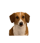 犬のこなつスタンプ3（個別スタンプ：13）