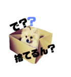 soka家のわんこ(煽りver.)（個別スタンプ：2）