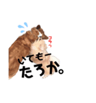 soka家のわんこ(煽りver.)（個別スタンプ：5）