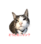 こてつ君LINEスタンプ（個別スタンプ：5）
