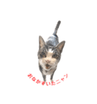 こてつ君LINEスタンプ（個別スタンプ：7）