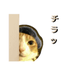 ごえてつ（個別スタンプ：9）