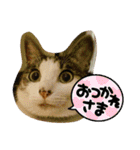 ごえてつ（個別スタンプ：11）