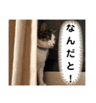 ごえてつ（個別スタンプ：17）