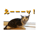 ごえてつ（個別スタンプ：19）