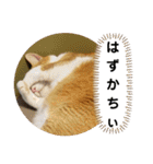 ごえてつ（個別スタンプ：22）