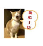 ごえてつ（個別スタンプ：34）