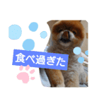 ポメラニアン,ラブの日々6（個別スタンプ：3）