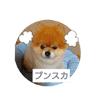 ポメラニアン,ラブの日々6（個別スタンプ：13）