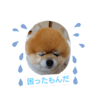 ポメラニアン,ラブの日々6（個別スタンプ：15）