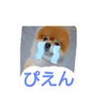 ポメラニアン,ラブの日々6（個別スタンプ：16）