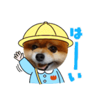 ポメラニアン,ラブの日々6（個別スタンプ：36）