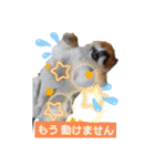 ポメラニアン,ラブの日々6（個別スタンプ：37）