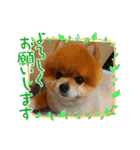 ポメラニアン,ラブの日々6（個別スタンプ：40）
