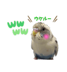 お家のインコさんたち（Team SiX）（個別スタンプ：2）