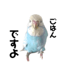 お家のインコさんたち（Team SiX）（個別スタンプ：3）