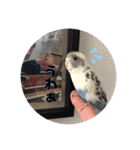 お家のインコさんたち（Team SiX）（個別スタンプ：5）