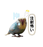 お家のインコさんたち（Team SiX）（個別スタンプ：6）