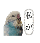 お家のインコさんたち（Team SiX）（個別スタンプ：7）