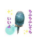 お家のインコさんたち（Team SiX）（個別スタンプ：8）