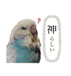 お家のインコさんたち（Team SiX）（個別スタンプ：9）