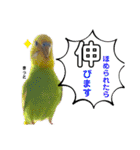 お家のインコさんたち（Team SiX）（個別スタンプ：10）