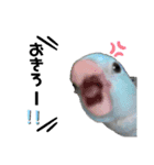 お家のインコさんたち（Team SiX）（個別スタンプ：11）