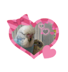 お家のインコさんたち（Team SiX）（個別スタンプ：12）