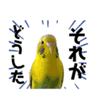 お家のインコさんたち（Team SiX）（個別スタンプ：13）