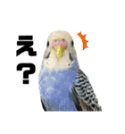 お家のインコさんたち（Team SiX）（個別スタンプ：14）