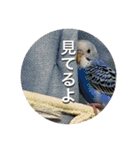 お家のインコさんたち（Team SiX）（個別スタンプ：15）