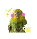 お家のインコさんたち（Team SiX）（個別スタンプ：16）