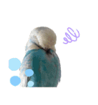 お家のインコさんたち（Team SiX）（個別スタンプ：17）