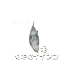 お家のインコさんたち（Team SiX）（個別スタンプ：18）