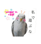 お家のインコさんたち（Team SiX）（個別スタンプ：19）