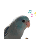 お家のインコさんたち（Team SiX）（個別スタンプ：20）