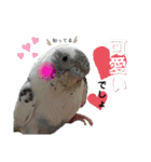 お家のインコさんたち（Team SiX）（個別スタンプ：21）