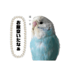 お家のインコさんたち（Team SiX）（個別スタンプ：22）