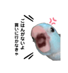 お家のインコさんたち（Team SiX）（個別スタンプ：23）