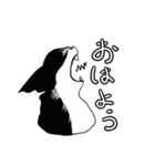 ハチワレさん日常会話関西弁多し（個別スタンプ：1）