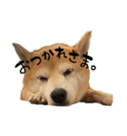 柴犬らむ3（個別スタンプ：1）