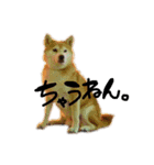 柴犬らむ3（個別スタンプ：2）