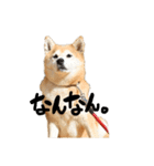 柴犬らむ3（個別スタンプ：3）