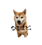 柴犬らむ3（個別スタンプ：4）