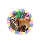 柴犬らむ3（個別スタンプ：5）